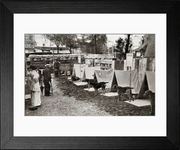Framed Print : Major Richardson's Sentry and Ambulance Dogs, Earl's Court Framed Print : Major Richardson's Sentry and Ambulance Dogs, Earl's Court