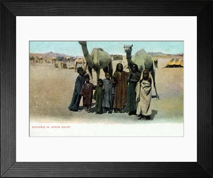 Framed Print : Bishari Children and Camels in Upper Egypt, North Africa Framed Print : Bishari Children and Camels in Upper Egypt, North Africa