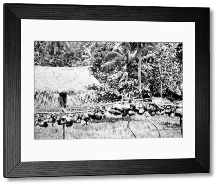 Framed Print : Drying copra, Fiji, Victorian period Framed Print : Drying copra, Fiji, Victorian period