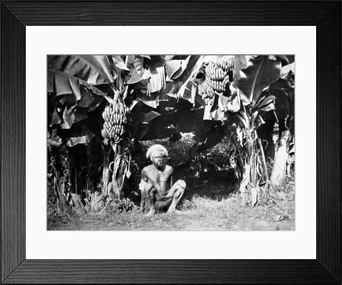 Framed Print : Banana plantation, Fiji, Victorian period Framed Print : Banana plantation, Fiji, Victorian period