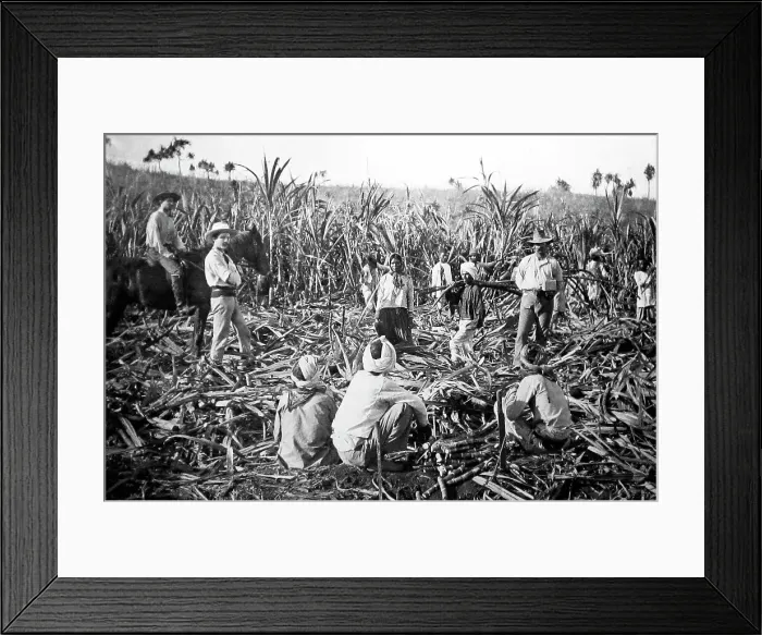 Framed Print : Cane sugar plantation, Ba, Fiji, Victorian period Framed Print : Cane sugar plantation, Ba, Fiji, Victorian period