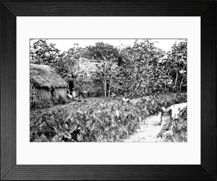 Framed Print : Tara and breadfruit plantation, Fiji, Victorian period Framed Print : Tara and breadfruit plantation, Fiji, Victorian period