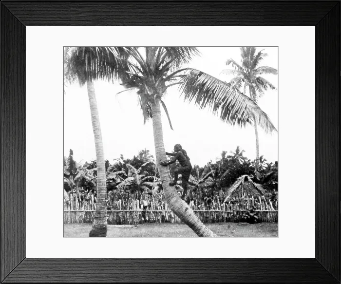 Framed Print : Climbing coconut palm, Tonga, Victorian period Framed Print : Climbing coconut palm, Tonga, Victorian period