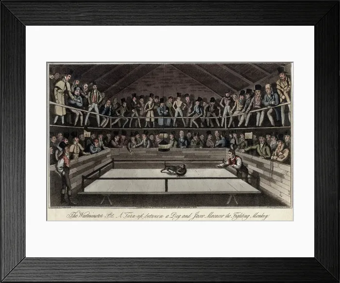Framed Print : Fight between Jacko Maccacco and a dog - monkey-baiting Framed Print : Fight between Jacko Maccacco and a dog - monkey-baiting