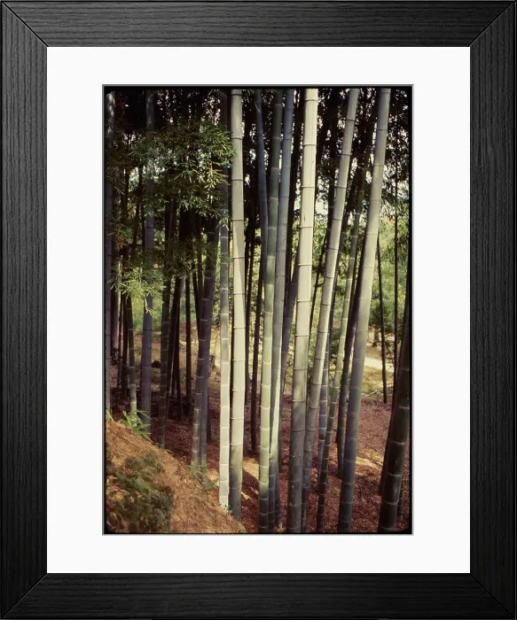 Framed Print : Kyoto Saiho-Ji, Japan Framed Print : Kyoto Saiho-Ji, Japan