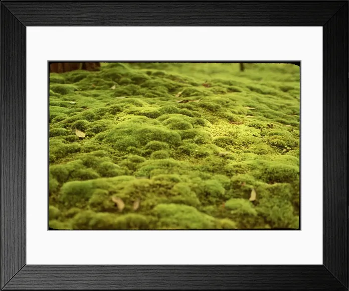 Framed Print : Kyoto Saiho-Ji, Japan Framed Print : Kyoto Saiho-Ji, Japan