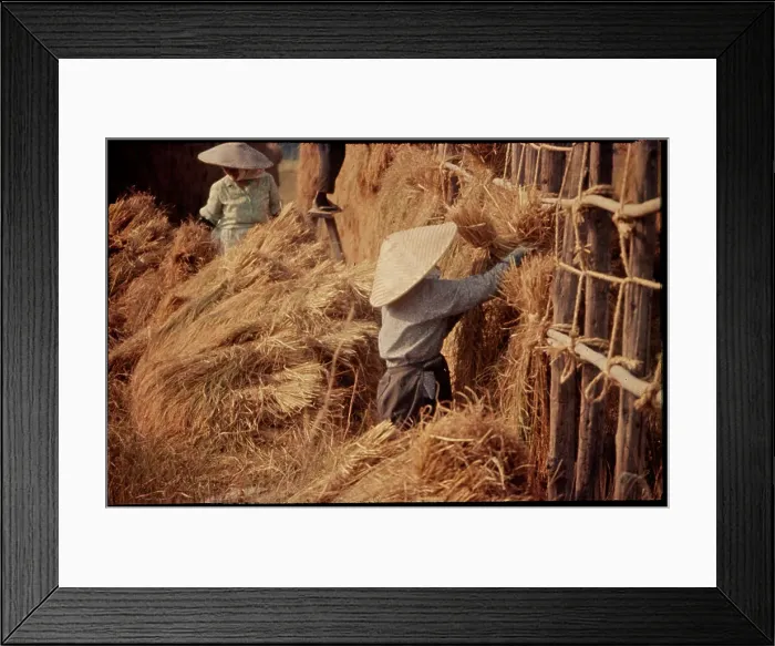 Framed Print : Rice Harvest, Japan Framed Print : Rice Harvest, Japan