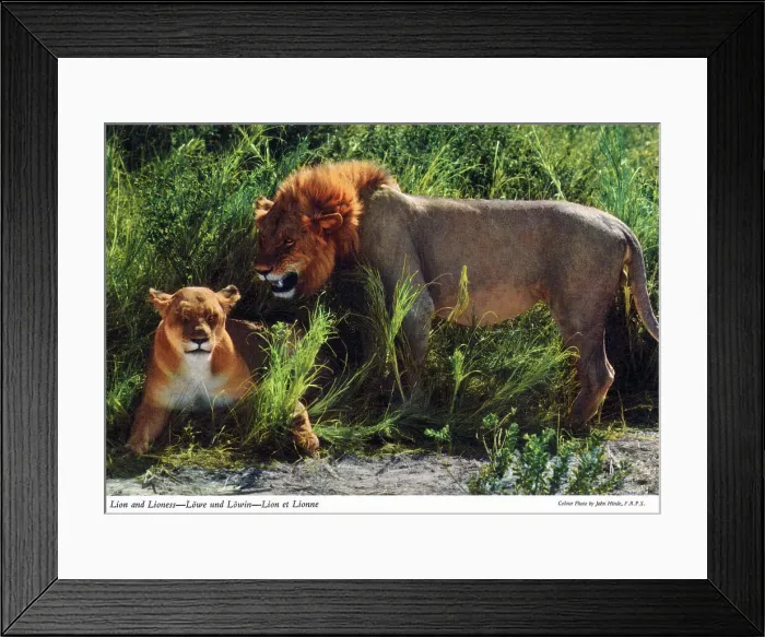 Framed Print : Africa - African Lion and Lioness Framed Print : Africa - African Lion and Lioness