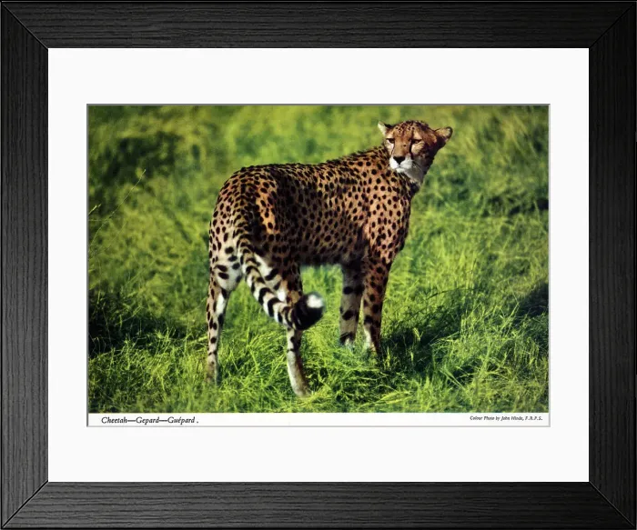 Framed Print : Africa - Cheetah Framed Print : Africa - Cheetah