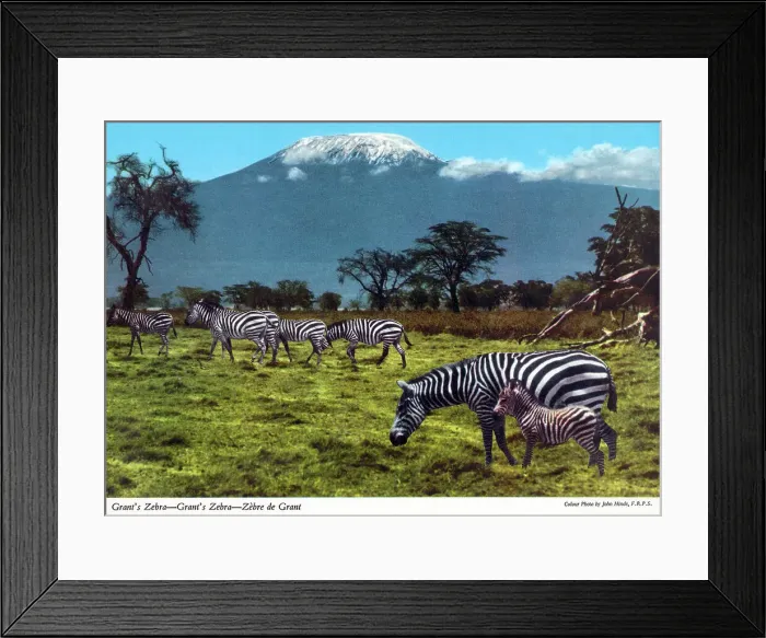 Framed Print : Africa - Grant's zebra Framed Print : Africa - Grant's zebra