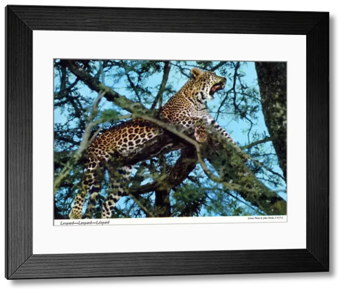 Framed Print : Africa - Leopard Framed Print : Africa - Leopard
