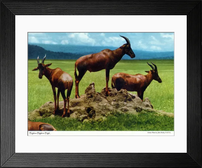 Framed Print : Africa - Topi Framed Print : Africa - Topi