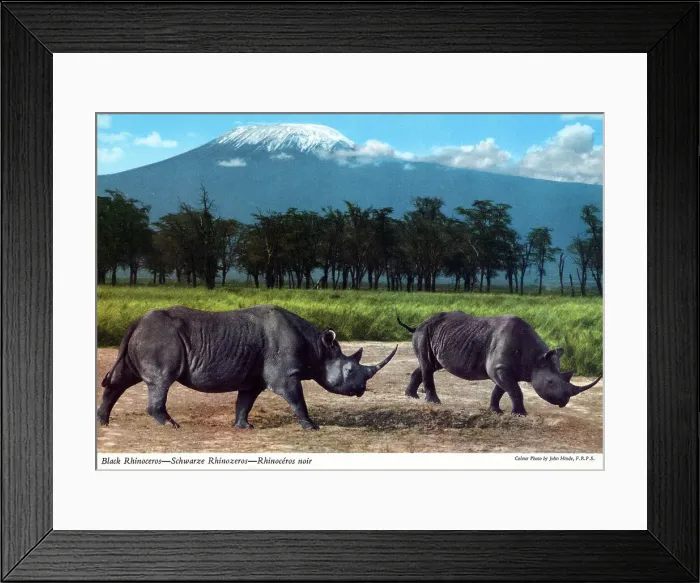 Framed Print : Africa - Black Rhinoceros
