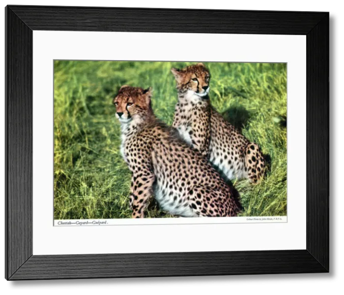 Framed Print : Africa - Two Cheetahs Framed Print : Africa - Two Cheetahs