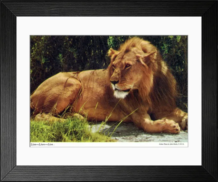 Framed Print : Africa - Male African Lion Framed Print : Africa - Male African Lion