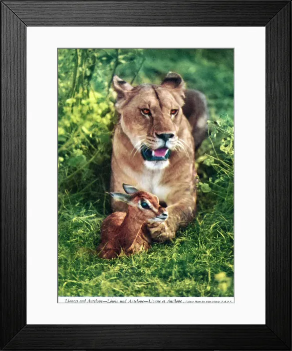 Framed Print : Africa - Lioness with a young antelope Framed Print : Africa - Lioness with a young antelope
