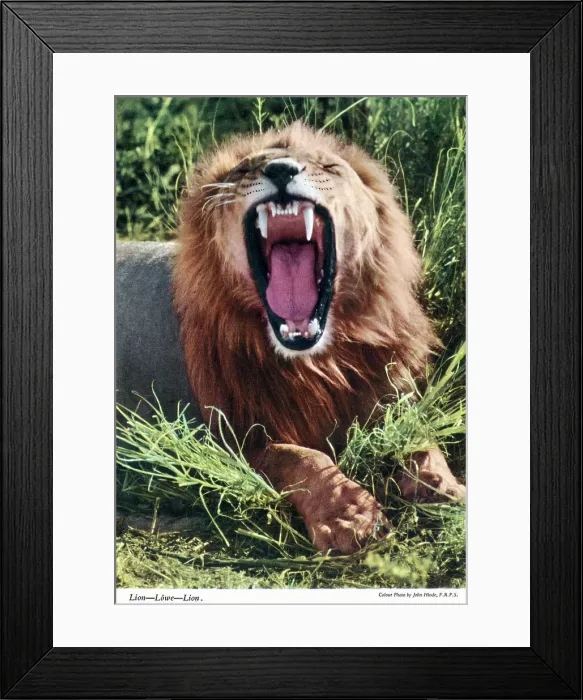 Framed Print : Africa - Male African Lion Framed Print : Africa - Male African Lion