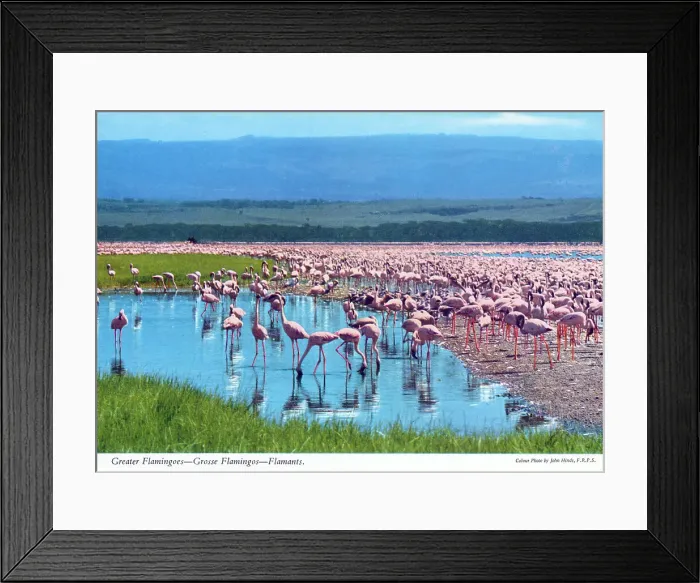 Framed Print : Africa - Huge flock (or flamboyance') of Greater Flamingos Framed Print : Africa - Huge flock (or flamboyance') of Greater Flamingos