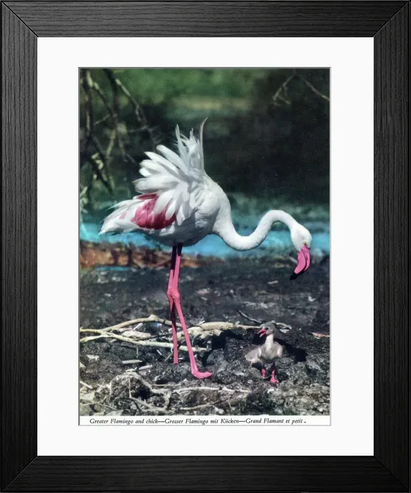 Framed Print : Africa - Greater Flamingo and chick Framed Print : Africa - Greater Flamingo and chick