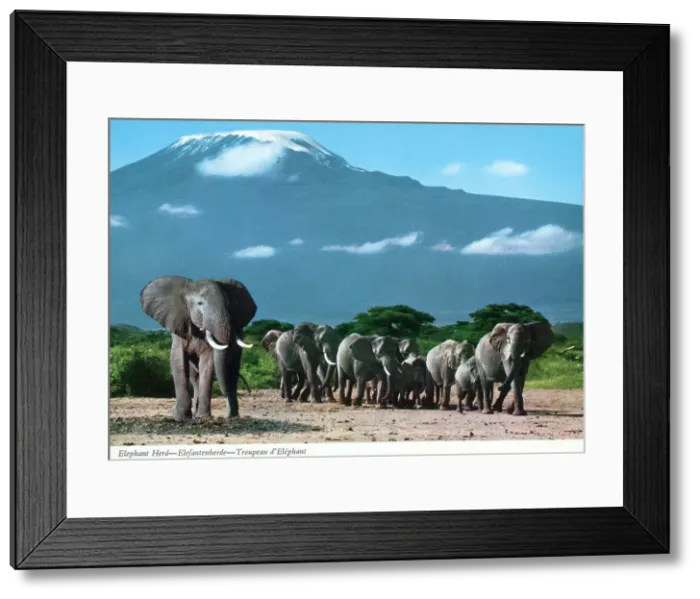 Framed Print : Africa - Herd of African Elephants Framed Print : Africa - Herd of African Elephants