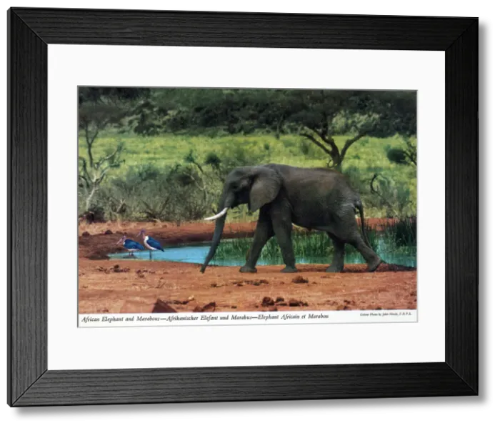 Framed Print : Africa - African Elephant and Marabou Storks Framed Print : Africa - African Elephant and Marabou Storks