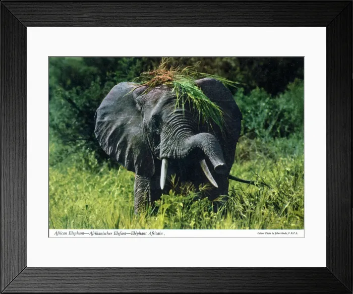Framed Print : Africa - African Elephant Framed Print : Africa - African Elephant