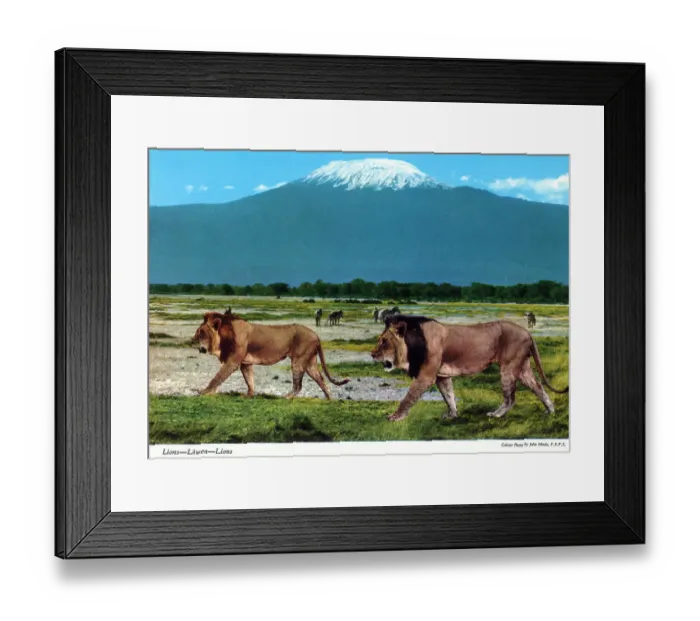 Framed Print : Africa - Male African Lions Framed Print : Africa - Male African Lions