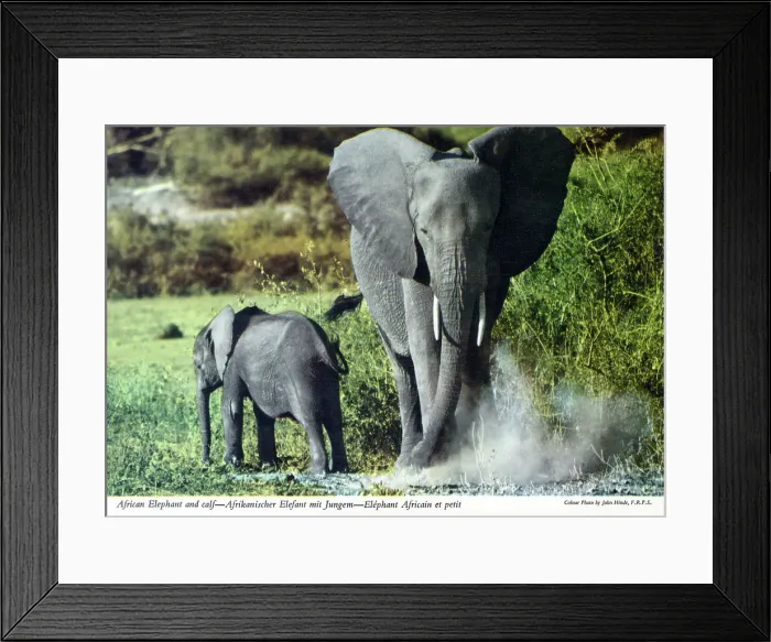 Framed Print : Africa - African Elephant and young calf Framed Print : Africa - African Elephant and young calf