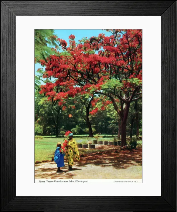 Framed Print : Africa - Illawarra flame tree (Brachychiton acerifolius) Framed Print : Africa - Illawarra flame tree (Brachychiton acerifolius)