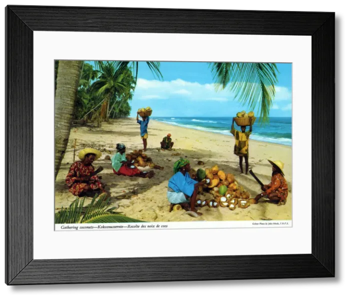Framed Print : Africa - Gathering Coconuts, Tanzania Framed Print : Africa - Gathering Coconuts, Tanzania