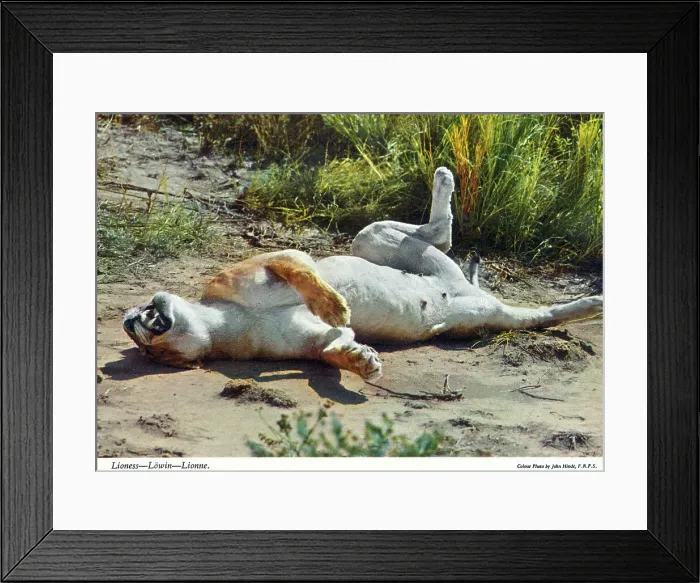 Framed Print : Africa - Lioness Framed Print : Africa - Lioness