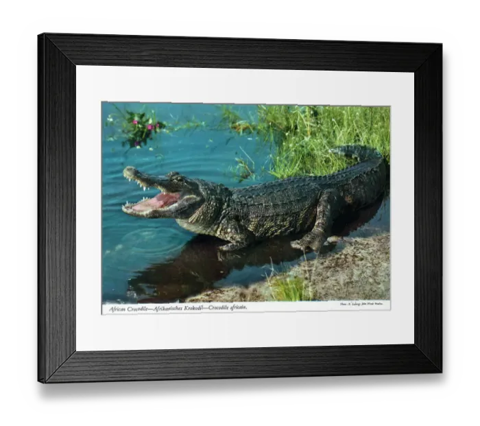 Framed Print : Africa - Nile crocodile (Crocodylus niloticus) Framed Print : Africa - Nile crocodile (Crocodylus niloticus)