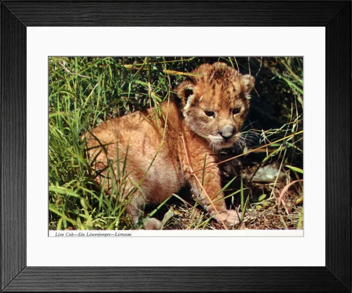 Framed Print : Africa - Lion cub Framed Print : Africa - Lion cub