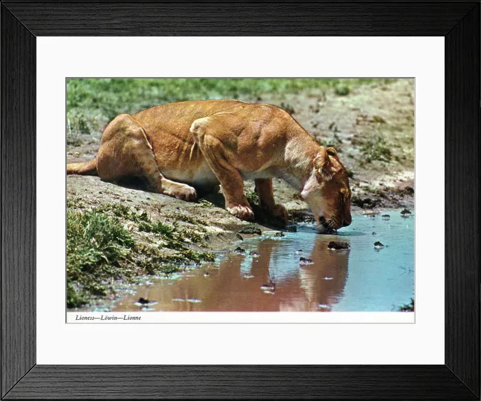 Framed Print : Africa - Lioness drinking at a waterhole Framed Print : Africa - Lioness drinking at a waterhole