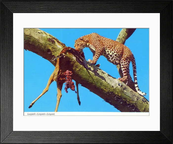 Framed Print : Africa - Leopard and prey Framed Print : Africa - Leopard and prey