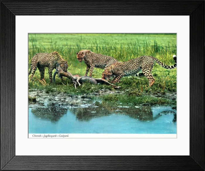 Framed Print : Africa - Three Cheetahs and a captured Topi by a waterhole Framed Print : Africa - Three Cheetahs and a captured Topi by a waterhole