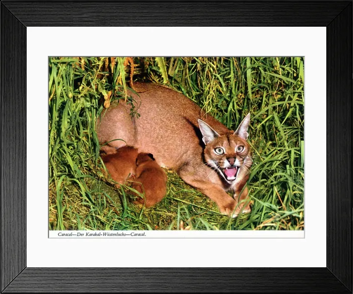 Framed Print : Africa - Caracal Framed Print : Africa - Caracal