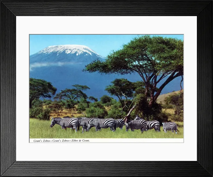 Framed Print : Africa - Grant's zebra - Mount Kilimanjaro, Tanzania Framed Print : Africa - Grant's zebra - Mount Kilimanjaro, Tanzania