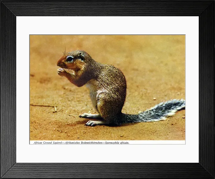 Framed Print : Africa - Cape Ground Squirrel Framed Print : Africa - Cape Ground Squirrel