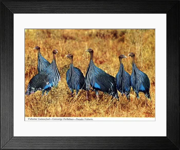 Framed Print : Africa - Vulturine Guinea Fowl Framed Print : Africa - Vulturine Guinea Fowl