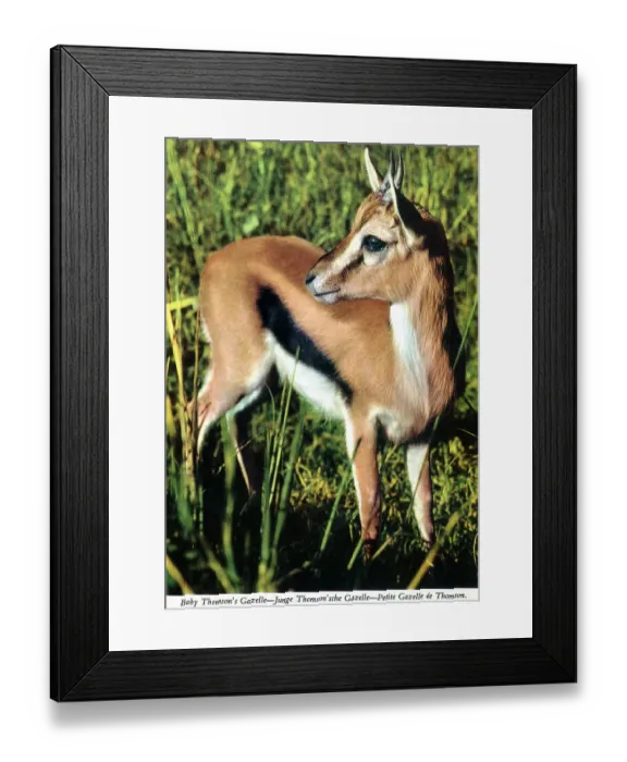 Framed Print : Africa - Baby Thomson's Gazelle