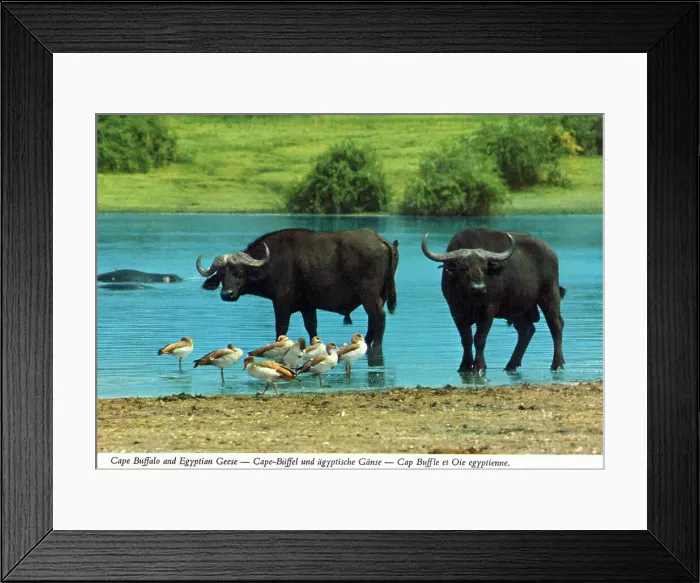 Framed Print : Africa - Cape Buffalo and Egyptian Geese by watering hole Framed Print : Africa - Cape Buffalo and Egyptian Geese by watering hole
