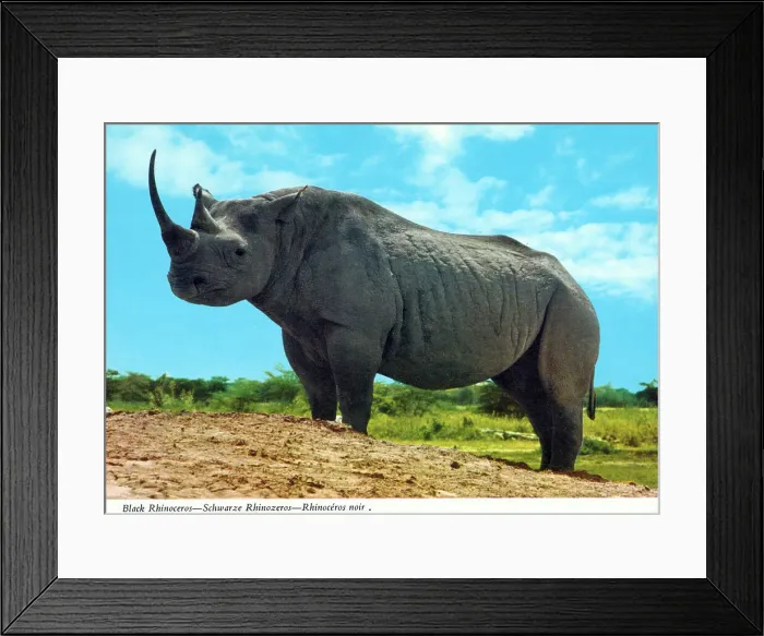 Framed Print : Africa - Black Rhinoceros Framed Print : Africa - Black Rhinoceros