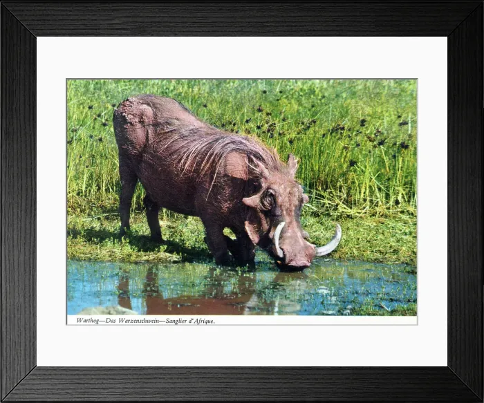 Framed Print : Africa - Common Warthog at a waterhole Framed Print : Africa - Common Warthog at a waterhole