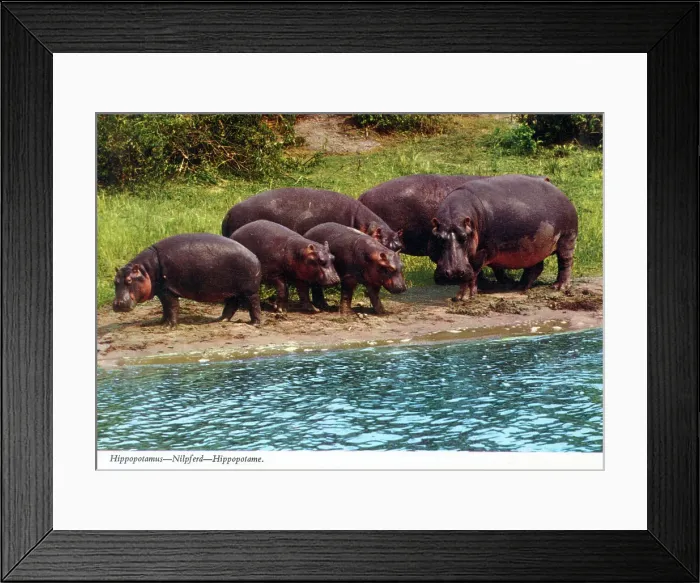 Framed Print : Africa - Hippopotamus group Framed Print : Africa - Hippopotamus group