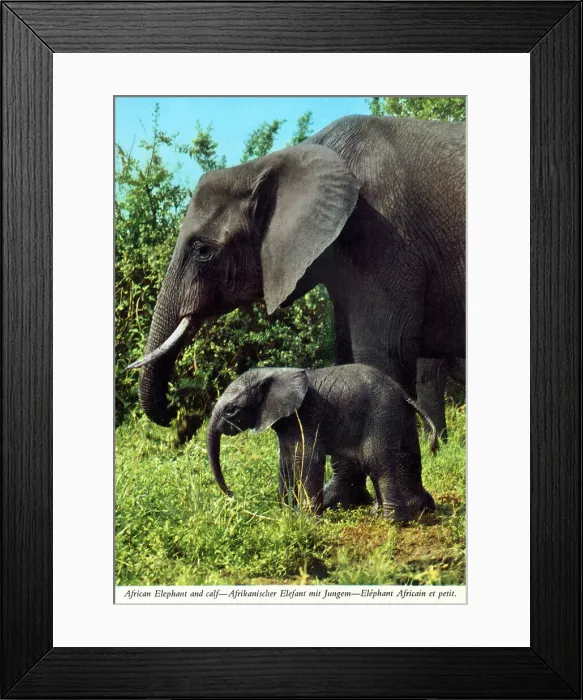 Framed Print : Africa - African Elephant and young calf Framed Print : Africa - African Elephant and young calf