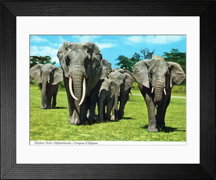 Framed Print : Africa - Herd of African Elephants Framed Print : Africa - Herd of African Elephants