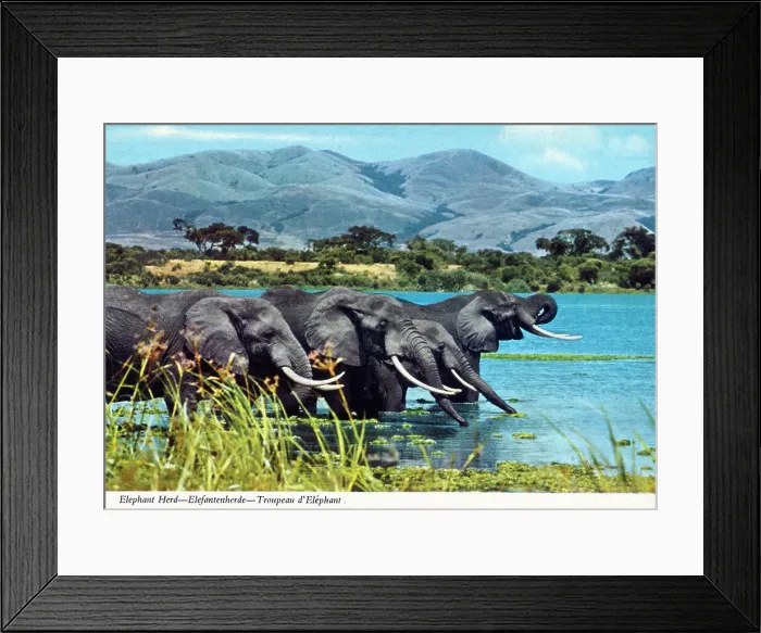 Framed Print : Africa - Herd of African Elephants Framed Print : Africa - Herd of African Elephants
