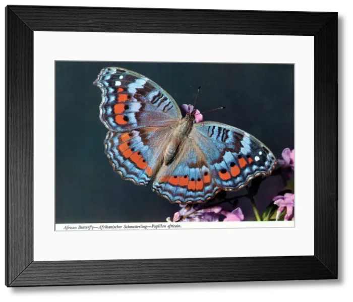 Framed Print : Africa - Precis octavia, the gaudy commodore butterfly Framed Print : Africa - Precis octavia, the gaudy commodore butterfly