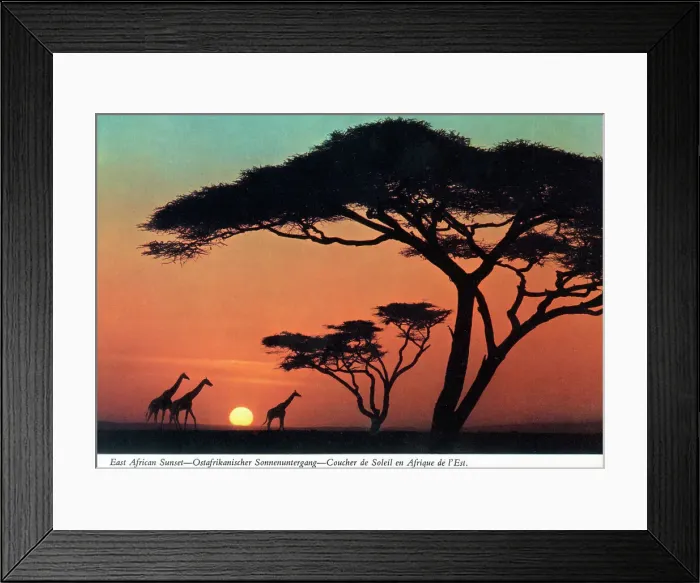 Framed Print : Africa - East African Sunset - Giraffes and Acacia Trees Framed Print : Africa - East African Sunset - Giraffes and Acacia Trees
